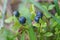 Blueberry branch with blue juicy ripe fruits and green leaves