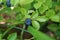 Blueberry branch with blue juicy ripe fruits and green leaves