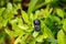 Blueberry branch with blue juicy ripe fruits and green leaves on a bush