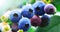 Blueberry branch with blue ripe blueberries. Delicious and healthy berry fruit. Blueberry field, orchard or garden in summer