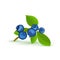 Blueberry branch and green leaves. Vector card illustration. Blue bilberry fresh and juicy for design of food packaging