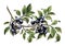 Blueberry branch hand drawing vintage clip art isolate on white