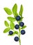 Blueberry branch with six berries