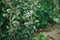 Blueberry branch with unripe berries closeup in organic garden. Homestead lifestyle