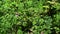 Blueberry bush plant close-up detail in forest wild green sun