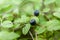 Blueberry bush plant in forest, wild ripe autumn berry