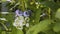 Blueberry bush with rain drops in the garden. Ripe and unripe berries on the branch. Homegrown huckleberry in the backyard close u