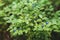 Blueberry bushes in the forest with ripe berries