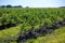 Blueberry bushes on an irrigated plantation. Mid-July is the time of ripe berries and the first harvest. Large sweet and sour