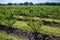 Blueberry bushes on an irrigated plantation. Mid-July is the time of ripe berries and the first harvest. Large sweet and sour