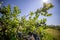 Blueberry bushes on an irrigated plantation. Mid-July is the time of ripe berries and the first harvest. Large sweet and sour