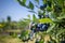 Blueberry bushes on an irrigated plantation. Mid-July is the time of ripe berries and the first harvest. Large sweet and sour