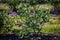 Blueberry bushes on an irrigated plantation. Mid-July is the time of ripe berries and the first harvest. Large sweet and sour