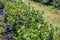 Blueberry bushes on an irrigated plantation. Mid-July is the time of ripe berries and the first harvest. Large sweet and sour