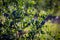 Blueberry bushes on an irrigated plantation. Mid-July is the time of ripe berries and the first harvest. Large sweet and sour