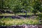 Blueberry bushes on an irrigated plantation. Mid-July is the time of ripe berries and the first harvest. Large sweet and sour