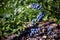 Blueberry bushes on an irrigated plantation. Mid-July is the time of ripe berries and the first harvest. Large sweet and sour