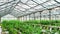 Blueberry bushes stand in containers in an indoor nursery. Industrial cultivation of blueberries in heated greenhouses in cold