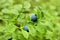 Blueberry bushes, wild berry, picking berries in the forest