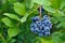 Blueberry cluster on bush