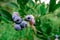 Blueberry cluster on bush in the summer closeup. Northern Highbush Blueberry