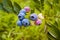 Blueberry cluster on bush in the summer closeup. Northern Highbush Blueberry