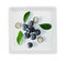 Blueberry collection in ceramic plate on white background