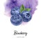 Blueberry composition watercolor hand drawn illustration on watercolor violet splash background.