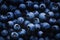 Blueberry dark background with shadows and light