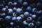 Blueberry dark background with shadows and light