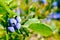 Blueberry Dark blue large berries close-up and green foliage