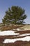 Blueberry field with snow rocks and scrub tree