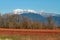 Blueberry fields below the mountains.