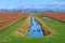 Blueberry fields with ditch in the middle in early spring