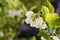 Blueberry flowers on the branch