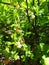 Blueberry flowers green leaves close up sunlight