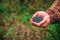 Blueberry fresh picked organic berries food in man hands