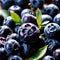 Blueberry fresh raw organic fruit