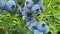 Blueberry. Fresh and Ripe Organic Blueberries Plant Growing in a Garden. Diet, Dieting, Healthy Vegan Food.