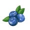Blueberry fruit berry illustration