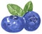 Blueberry fruit. Cartoon style hand drawn watercolor illustration