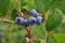 Blueberry fruit closeup on a branch with green leaves