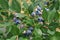 Blueberry fruit closeup on a branch with green leaves