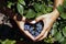 Blueberry fruit in female hands arranged in the shape of a heart