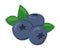 blueberry fruits icon