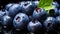 Blueberry Fruits Top-Down View Fresh Texture Healthy Living