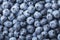 Blueberry or great bilberry with water droplets for kitchen poster. Natural and organic superfood.