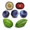 Blueberry And Huckleberry Berries Food Set Vector