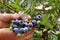 Blueberry with huge fruits. Size comparison to a -