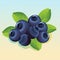 Blueberry illustration vector